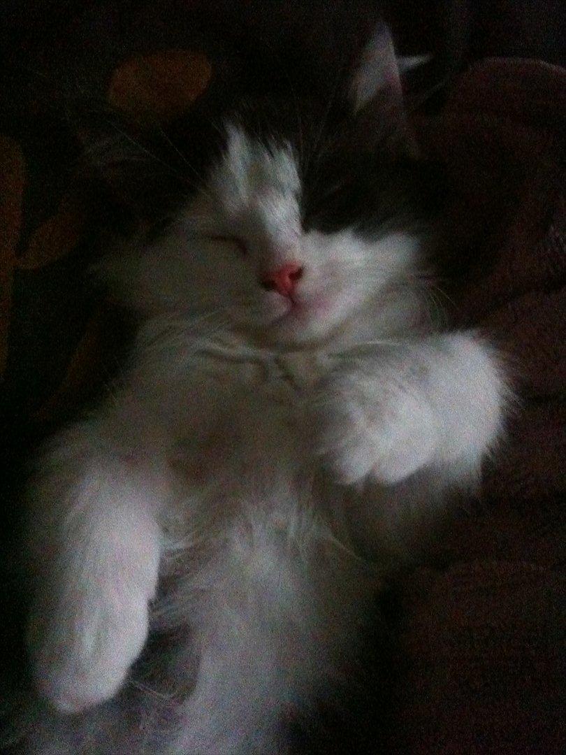 Huskat / Norsk skovkat.  Ozzy<3 - så er det senge tid :) nurh .... så vi putter hos mor xD
11-12 uger  billede 8