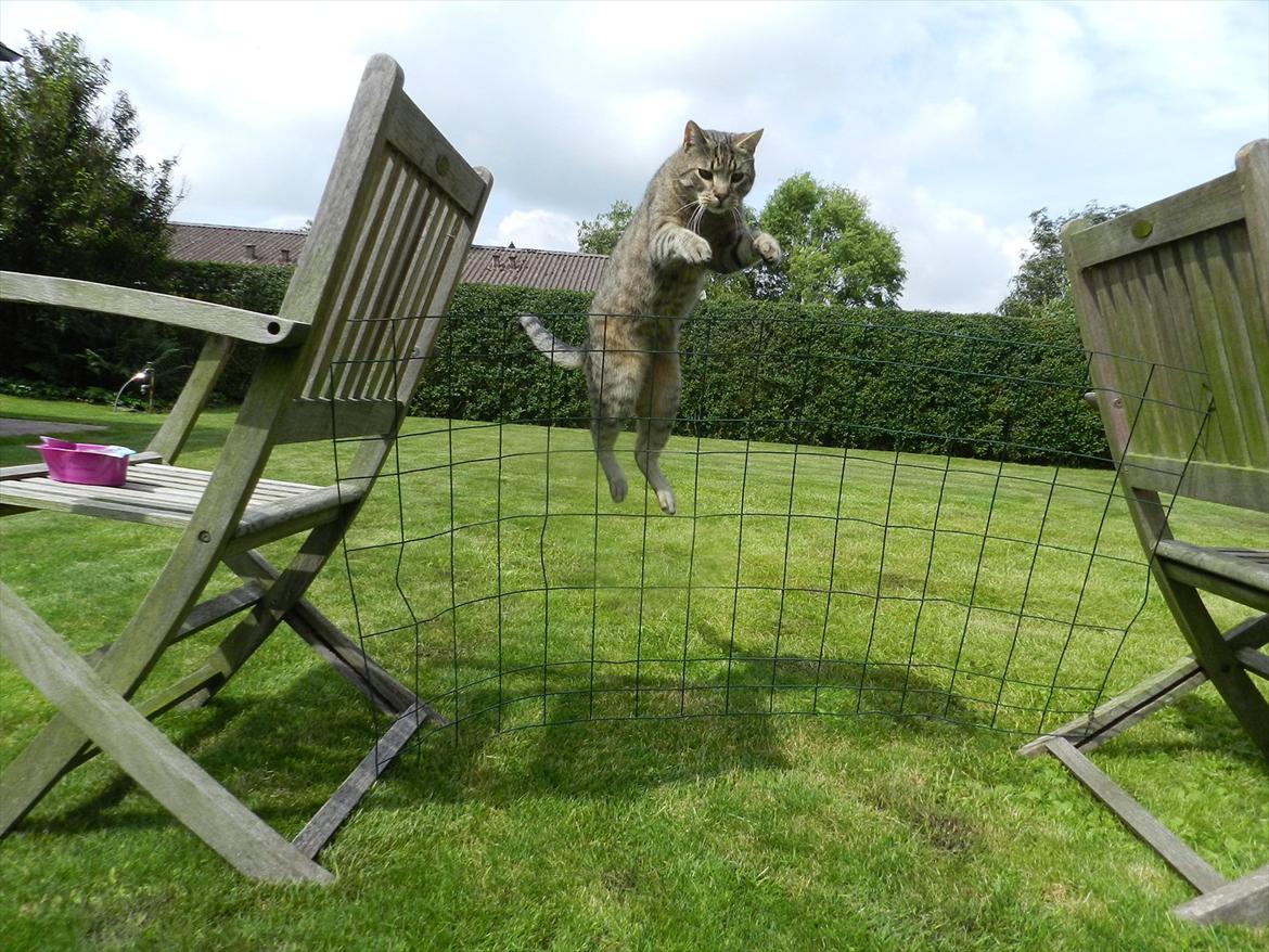 Blanding af racer Fritz "Supermissen! (:" - Springmisser (: billede 7