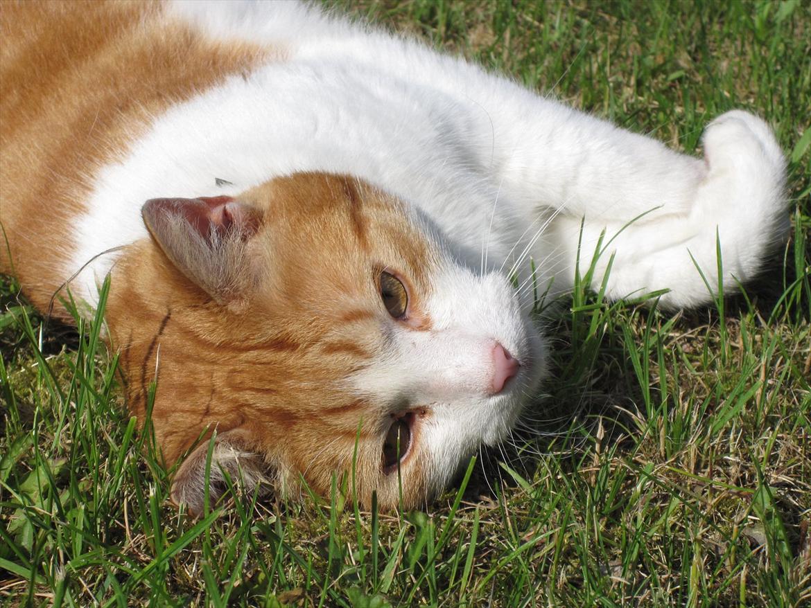 Huskat Tarzan - Den smukke kat.
Fotograf: Cecilie M. Poulsen billede 1
