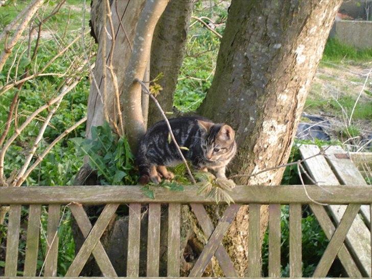 Huskat Frederik billede 1