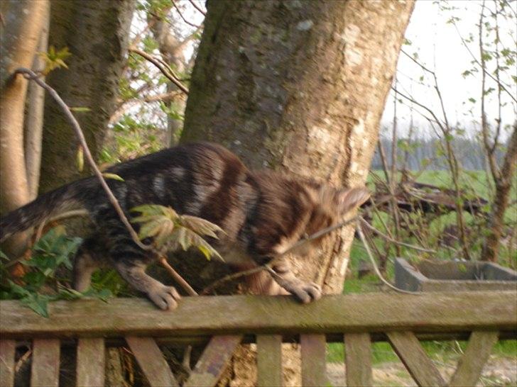 Huskat Frederik billede 2