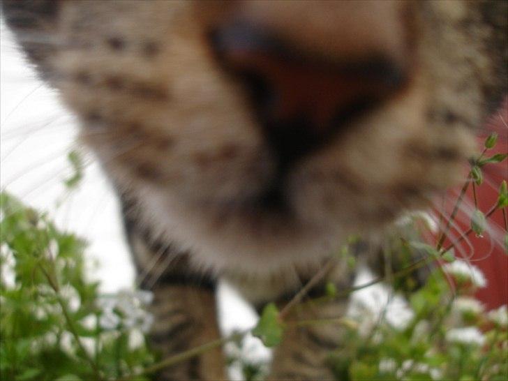 Huskat Frederik billede 3