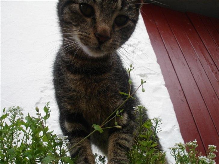 Huskat Frederik billede 4