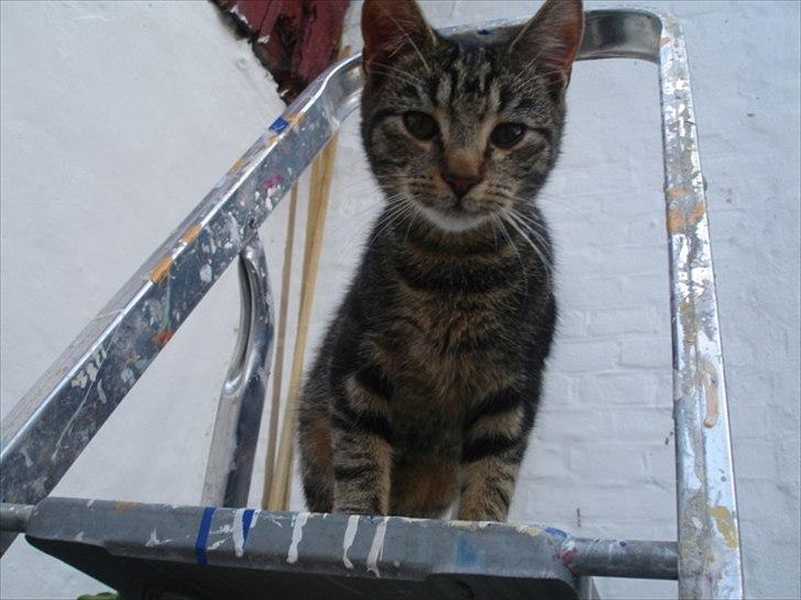 Huskat Frederik billede 5