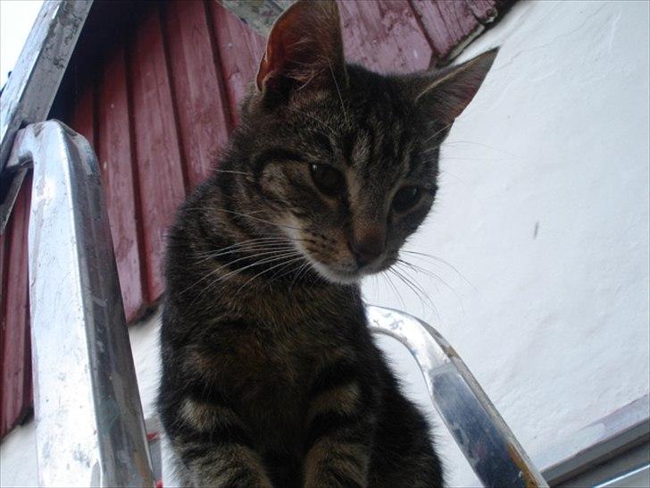 Huskat Frederik billede 6