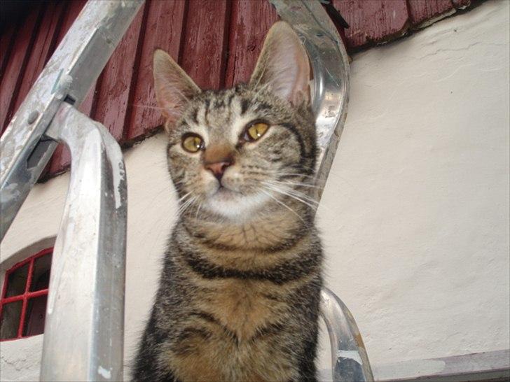 Huskat Frederik billede 7