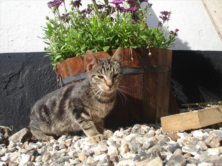 Huskat Frederik billede 8