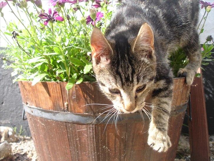 Huskat Frederik billede 9