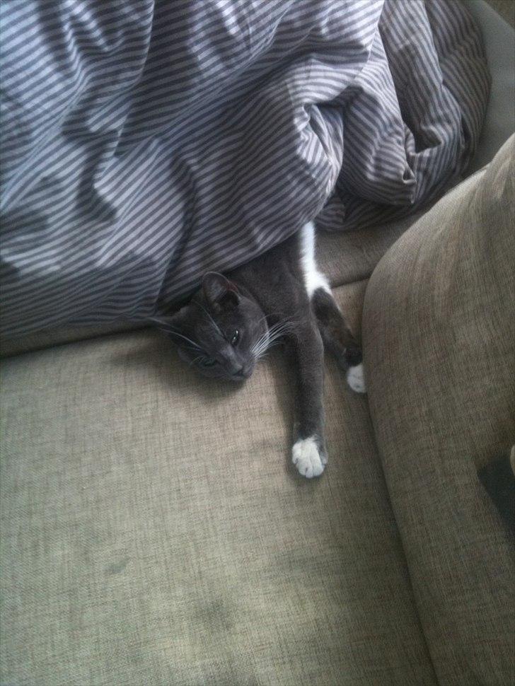 Huskat Jørgensen billede 12