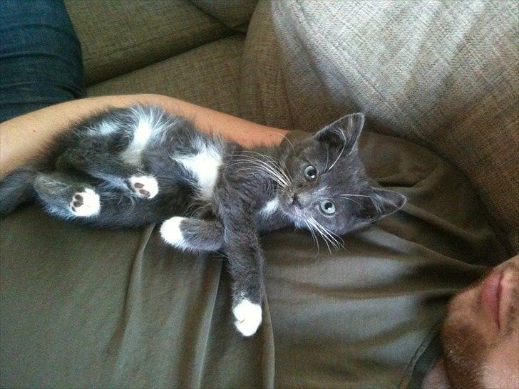 Huskat Jørgensen billede 13