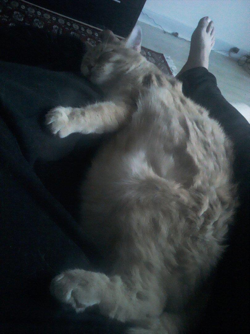 Blanding af racer Phønix (floffy) - Phønix sover til middag

Phønix 1,5 år
6,3 kg billede 2