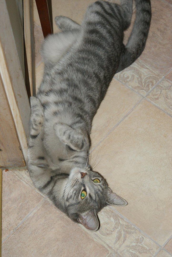 Huskat Bov billede 15