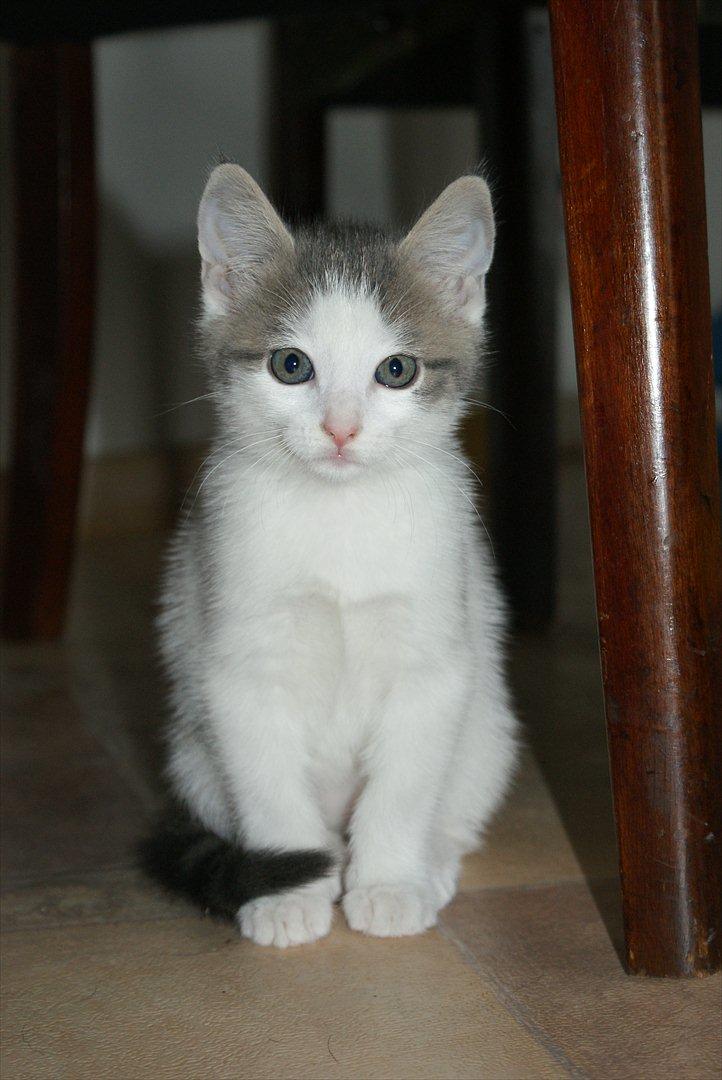 Huskat Cup Cake - Cup Cake billede 1