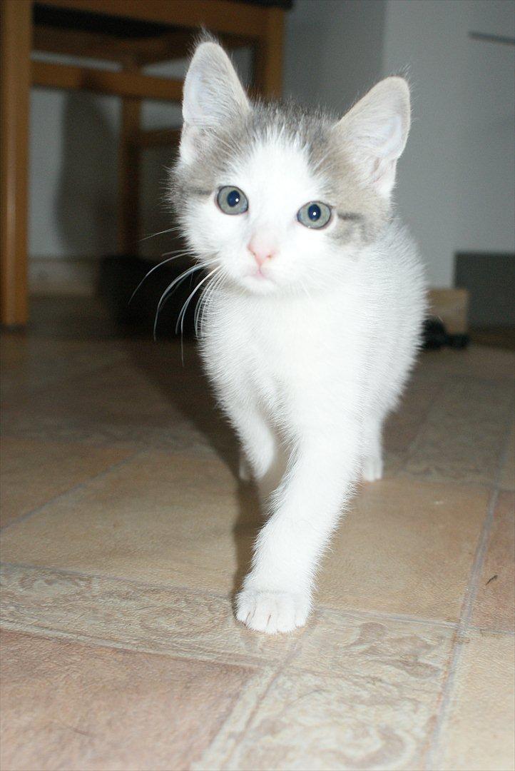 Huskat Cup Cake billede 3