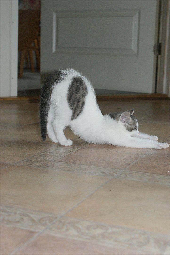 Huskat Cup Cake billede 4