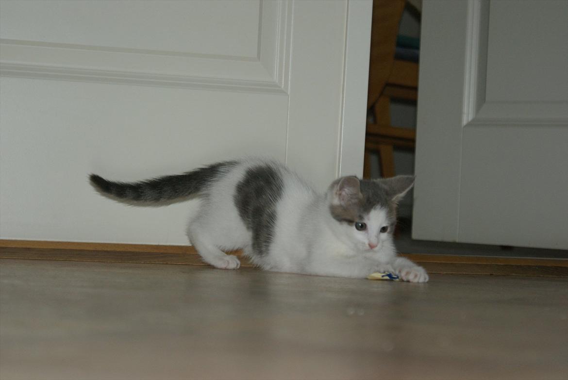 Huskat Cup Cake billede 6