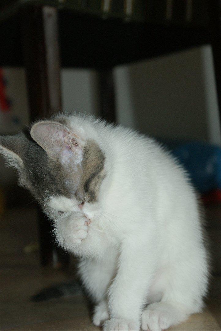 Huskat Cup Cake billede 7