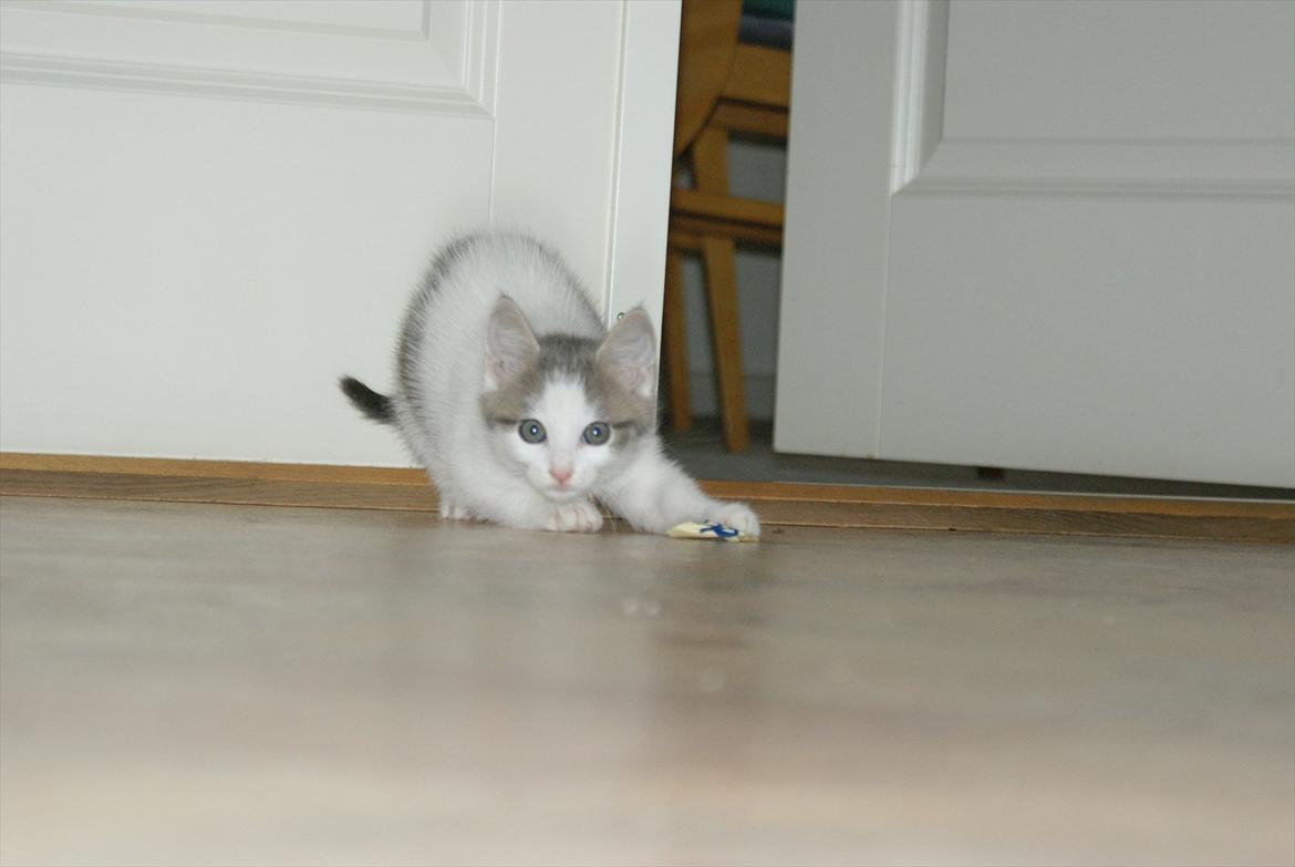 Huskat Cup Cake billede 8