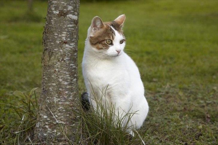 Blanding af racer Tulle billede 1