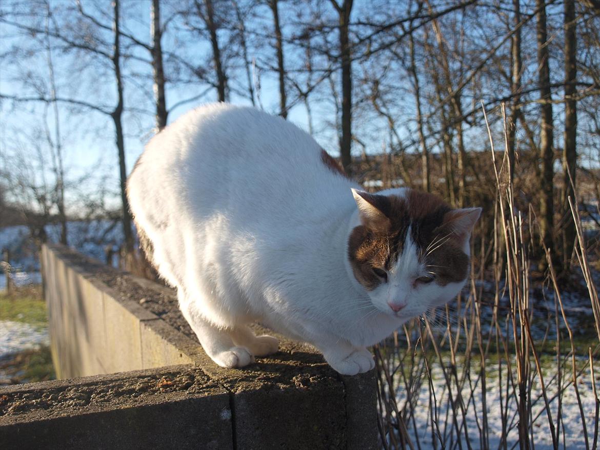 Blanding af racer Tulle billede 2