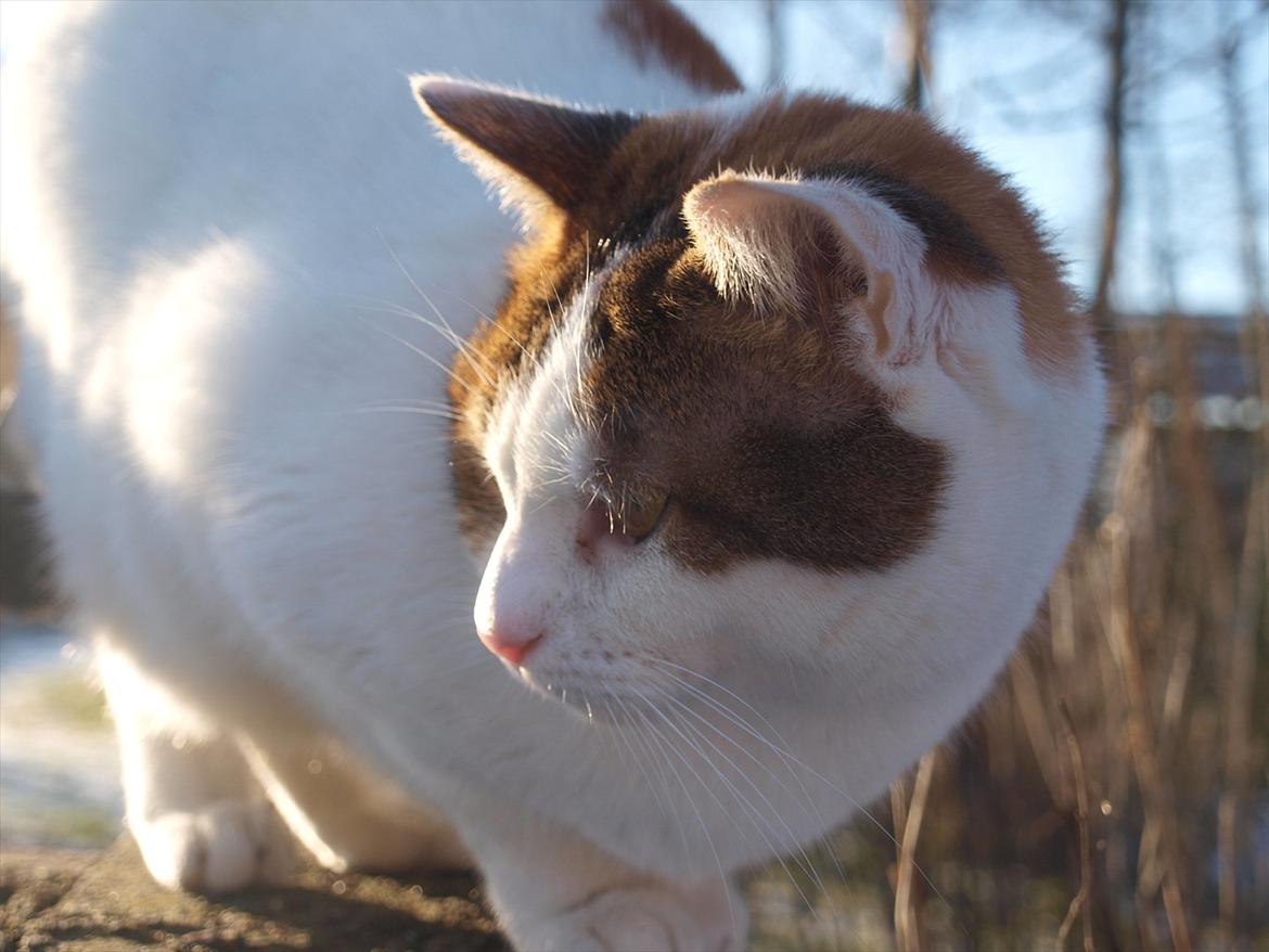 Blanding af racer Tulle billede 3