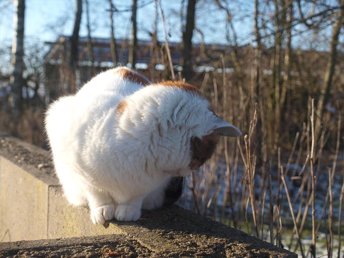 Blanding af racer Tulle billede 4