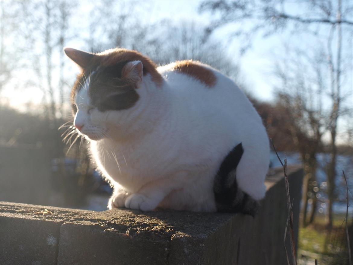 Blanding af racer Tulle billede 5