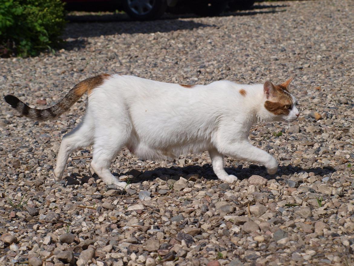 Blanding af racer Tulle billede 6