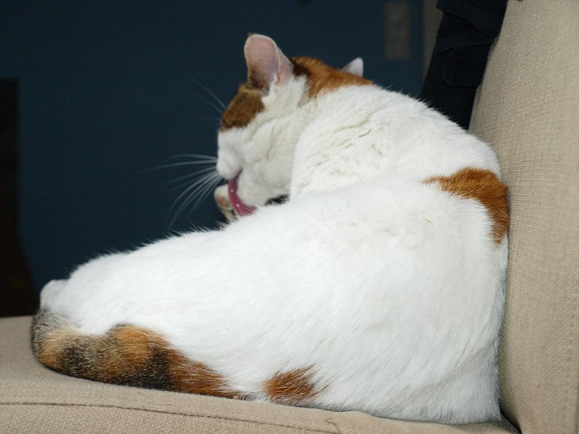 Blanding af racer Tulle billede 7