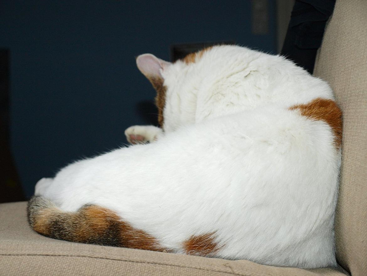 Blanding af racer Tulle billede 8