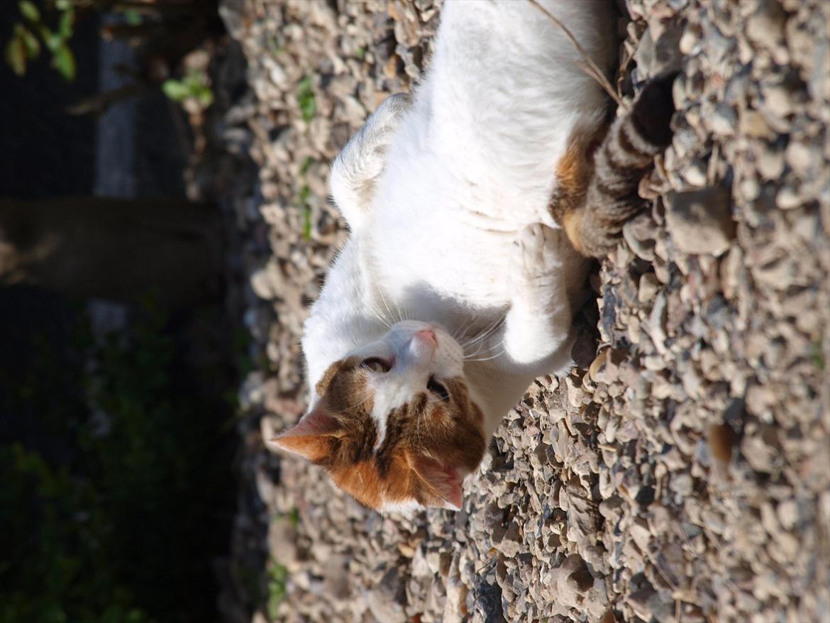 Blanding af racer Tulle billede 9