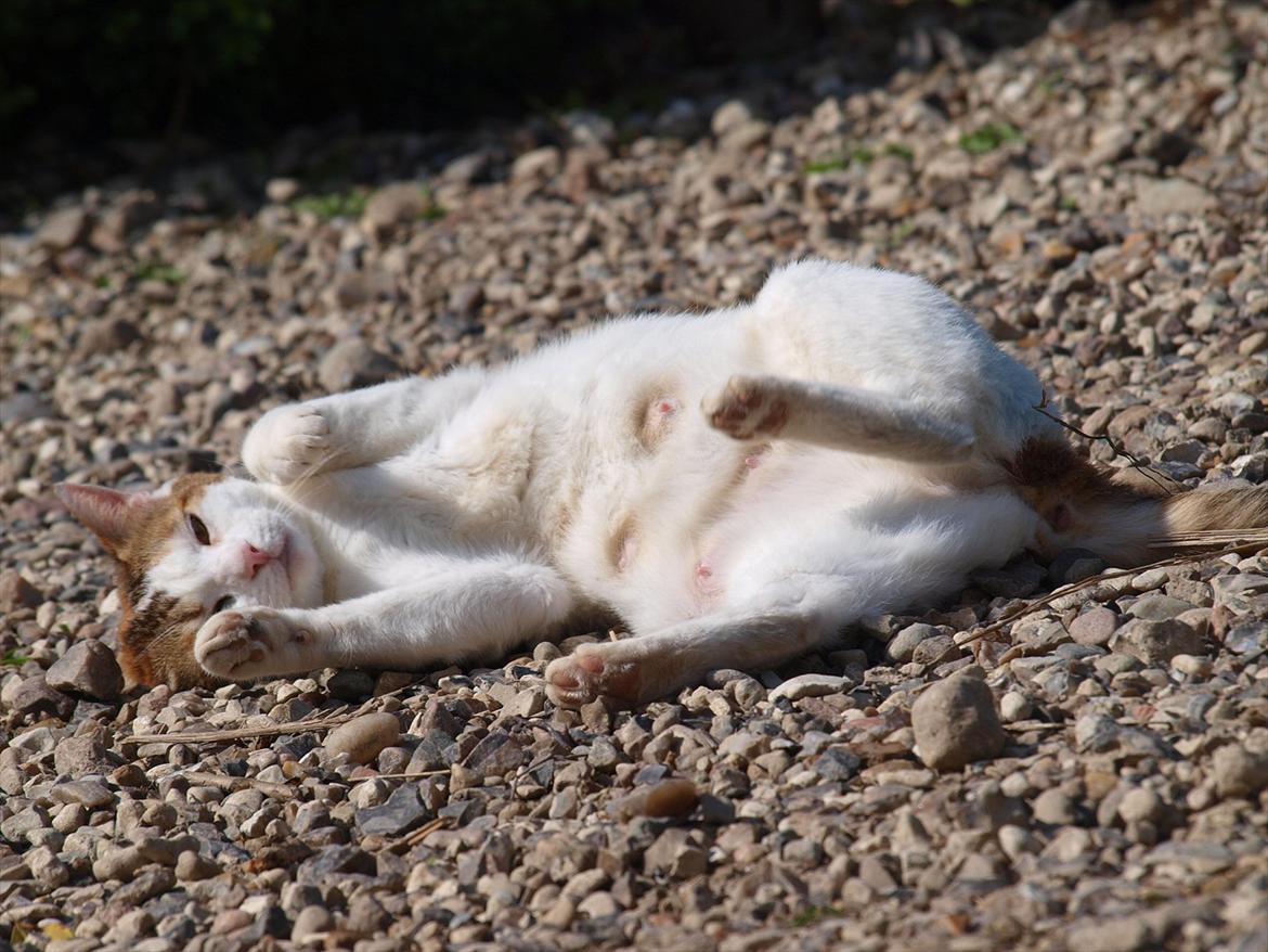 Blanding af racer Tulle billede 10