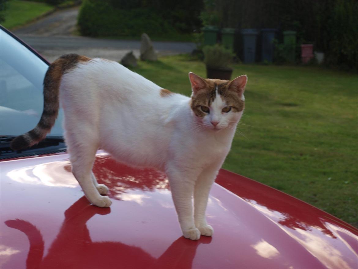 Blanding af racer Tulle billede 11