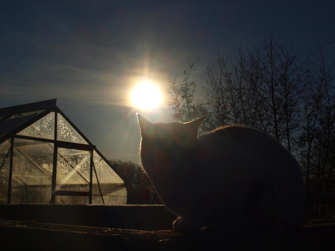 Blanding af racer Tulle billede 12