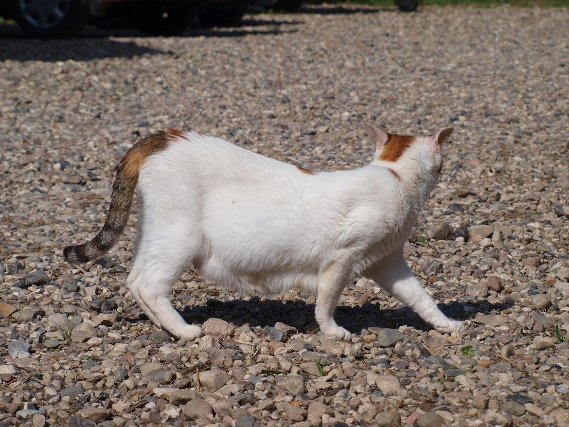 Blanding af racer Tulle billede 13