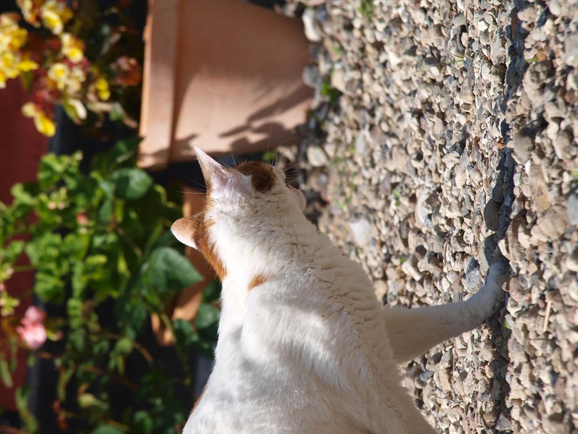 Blanding af racer Tulle billede 14