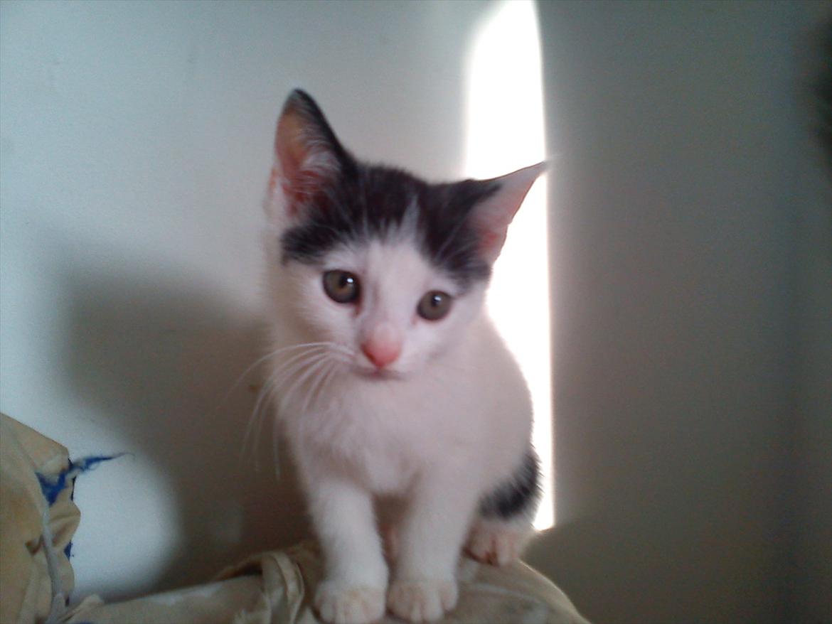 Huskat Laban (Labse) rip  - 9 uger gammel
 billede 10