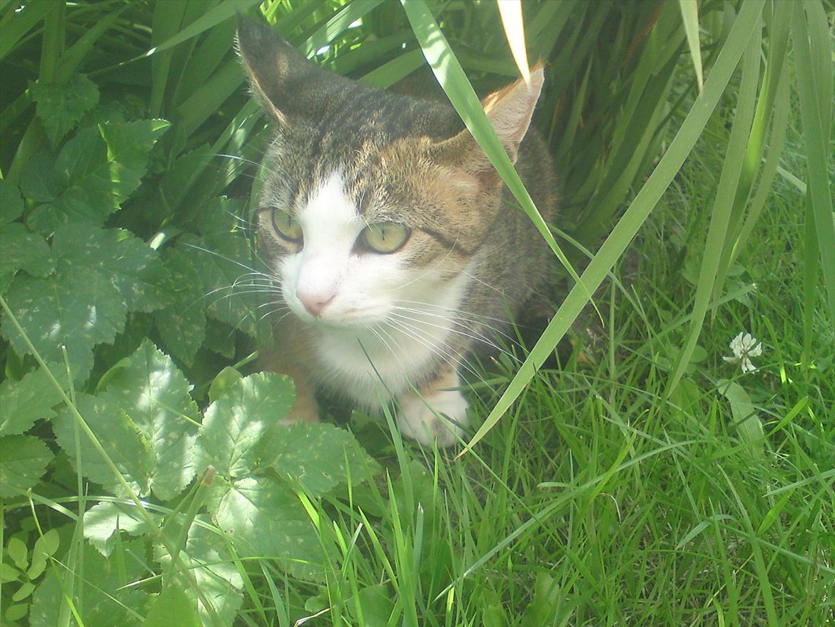 Huskat Belle (Himmelkat) billede 2