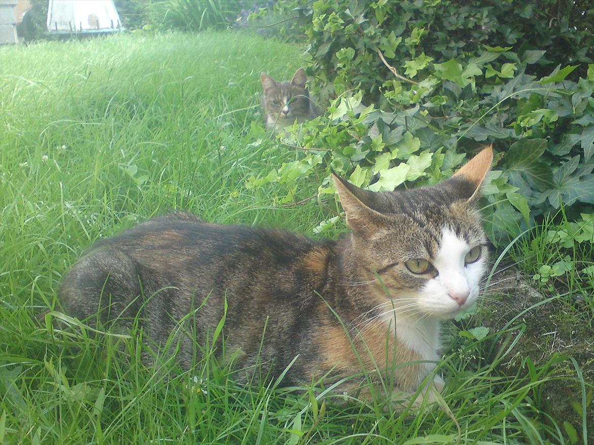 Huskat Belle (Himmelkat) billede 3