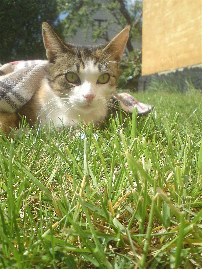 Huskat Belle (Himmelkat) billede 1