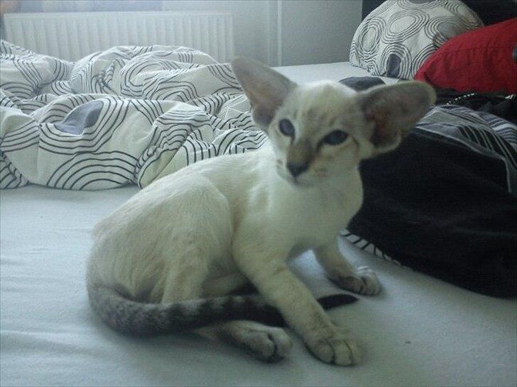 Siameser Freja billede 1