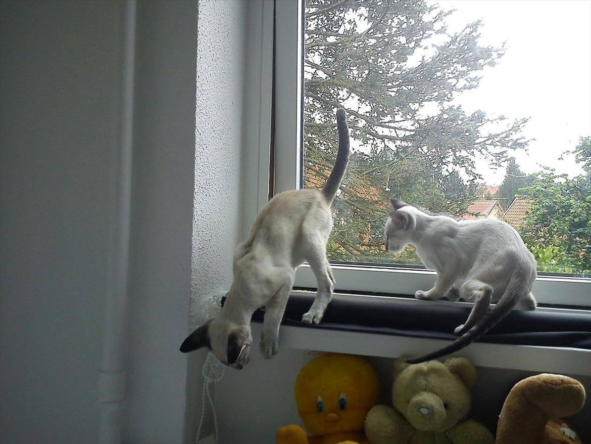 Siameser Freja - bror og søster leger. Freja sidder i vindueskarmen. billede 3