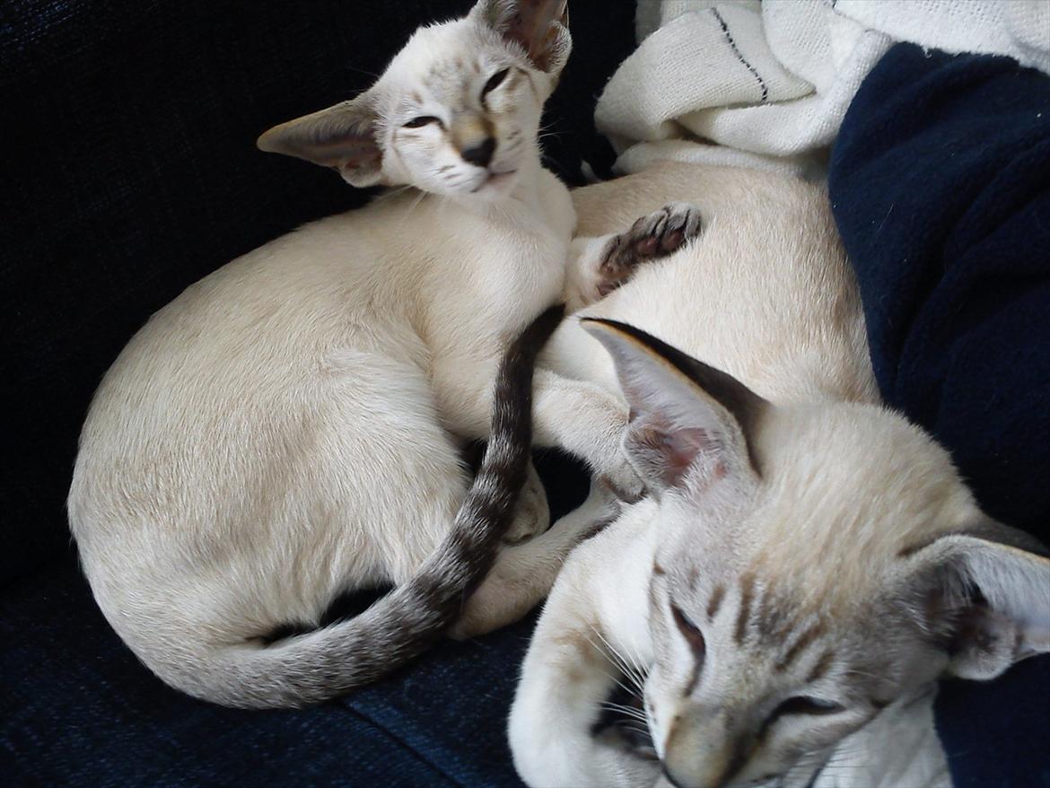 Siameser Freja - Freja kigger træt op. men hun ligger sammen med sin bror. billede 4