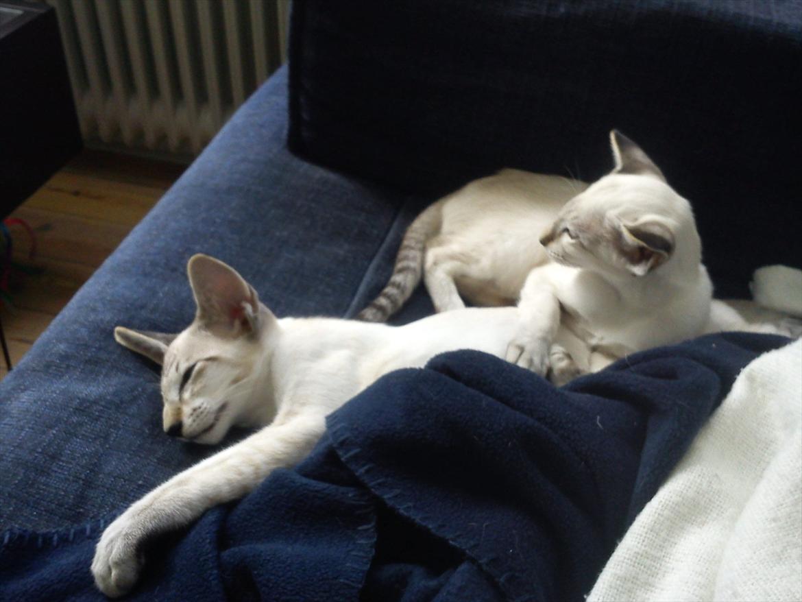 Siameser Freja - Freja pigen holder øje. billede 5