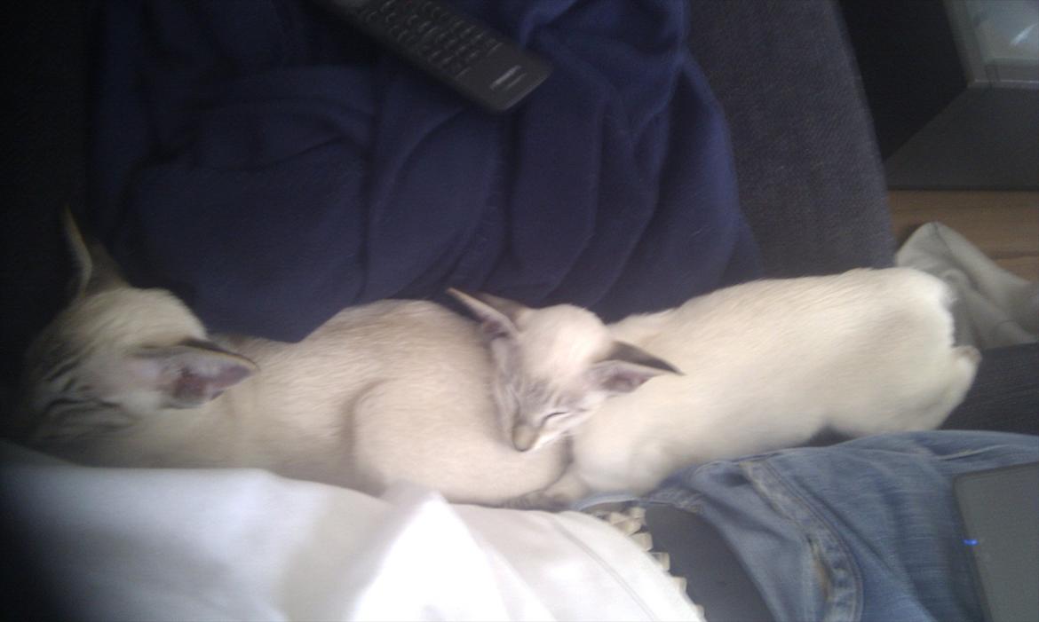 Siameser Freja billede 6