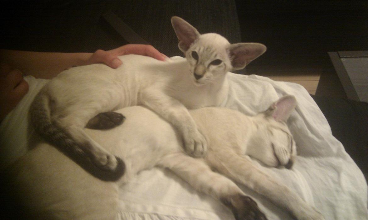 Siameser Freja - freja pigen kigger lige op. billede 7