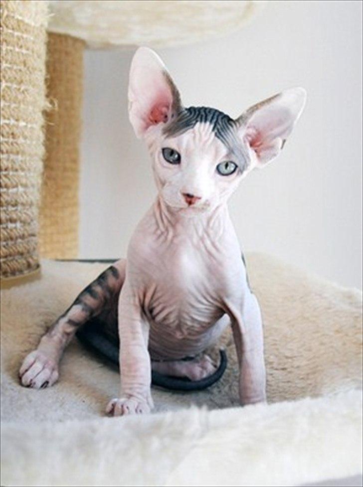 Sphynx Phil collins billede 1