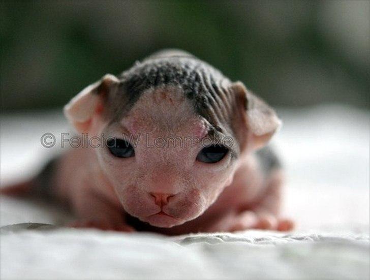 Sphynx Phil collins billede 2