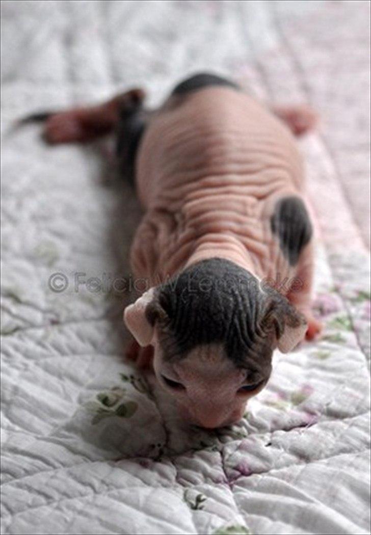 Sphynx Phil collins billede 3