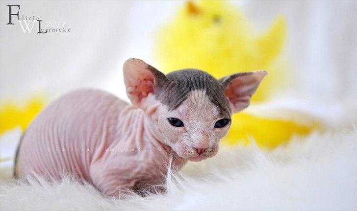 Sphynx Phil collins billede 4